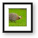 Guinea Hen (Guineafowl) Framed Print