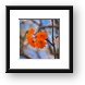 Orange flower Framed Print