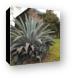 Huge cactus type plant in Arusha town Canvas Print