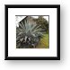 Huge cactus type plant in Arusha town Framed Print
