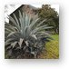 Huge cactus type plant in Arusha town Metal Print