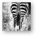 Zebra Butt Metal Print