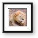 Lion (Simba in Kiswahili) Framed Print