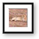 Young male lion Framed Print