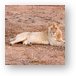 Young male lion Metal Print