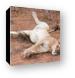 Lounging lion, just like my house cat Canvas Print