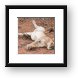 Lounging lion, just like my house cat Framed Print