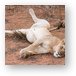 Lounging lion, just like my house cat Metal Print