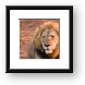 Lion Framed Print