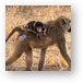 Baby baboon riding piggyback with mom Metal Print