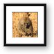 Adult baboon Framed Print