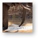 Elephant with Nile Monitor on the water bank Metal Print