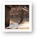 Elephant with Nile Monitor on the water bank Art Print