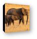 Mother and Baby Elephants Canvas Print