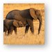 Mother and Baby Elephants Metal Print
