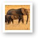 Mother and Baby Elephants Art Print