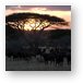 Herd of buffalo at sunset by an acacia tree Metal Print