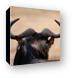 Wildebeest horns Canvas Print