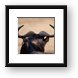 Wildebeest horns Framed Print