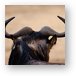 Wildebeest horns Metal Print