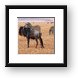 Wildebeest and zebras Framed Print
