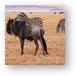 Wildebeest and zebras Metal Print