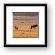 Hyena and Wildebeest, living side by side Framed Print