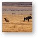 Hyena and Wildebeest, living side by side Metal Print