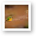 Cinnamon-chested Bee-eater Art Print