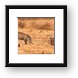 Warthogs searching for food Framed Print