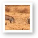 Warthogs searching for food Art Print