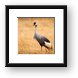 Gray Crowned Crane Framed Print