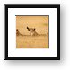 Hungry Lions Framed Print