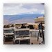A huge throng of safari vehicles showed up to watch the feeding Metal Print