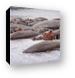 A pile of hippos resting in the cool water Canvas Print