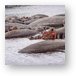 A pile of hippos resting in the cool water Metal Print