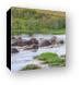 Some hippos seem to have gotten upset and started biting each other Canvas Print