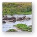 Some hippos seem to have gotten upset and started biting each other Metal Print