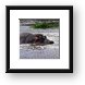 Lone hippo Framed Print
