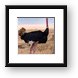 Male ostrich Framed Print
