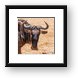 Wildebeest Framed Print