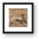 Female cheetah laying on a termite hill Framed Print