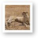 Female cheetah laying on a termite hill Art Print