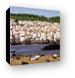 A huge mass of pelicans and a lone hippo Canvas Print