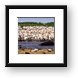 A huge mass of pelicans and a lone hippo Framed Print