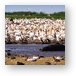 A huge mass of pelicans and a lone hippo Metal Print