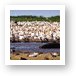 A huge mass of pelicans and a lone hippo Art Print