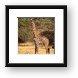 Masai Giraffe Framed Print