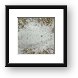 Milky sole fish blends into the sand Framed Print