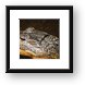 Alligator Framed Print